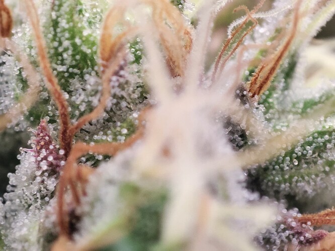 Growreport Bild 6