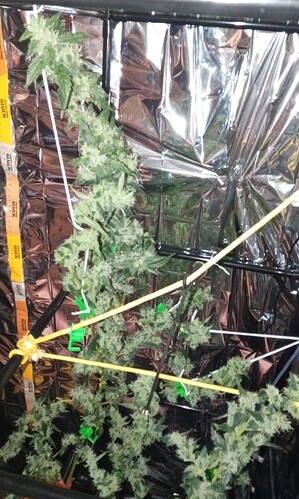 Growreport Bild 1
