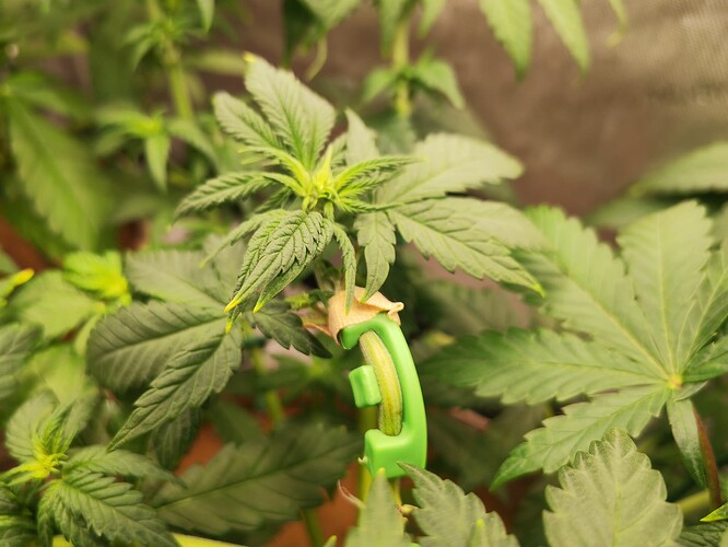 Growreport Bild 4