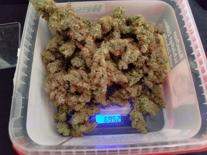Ein Behälter mit Cannabis-Buds auf einer digitalen Waage, die 69,52g anzeigt.