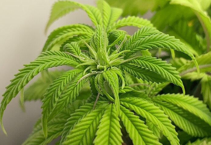 Growreport Bild 7