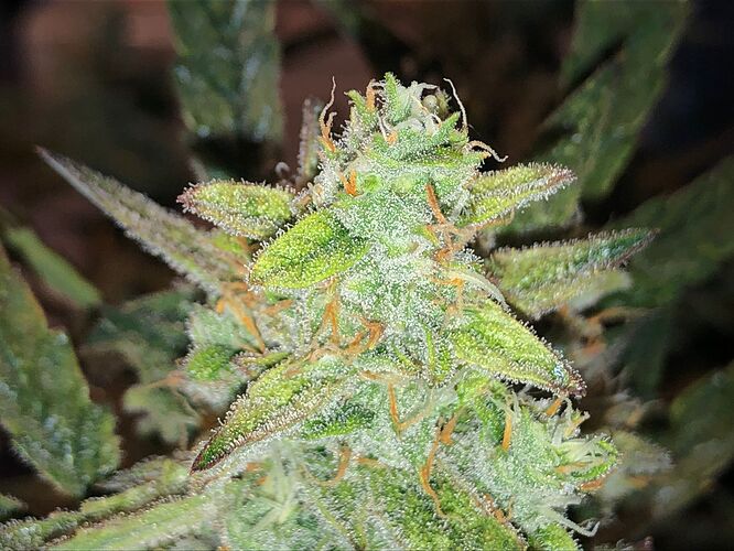Growreport Bild 7