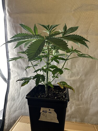 Growreport Bild 13