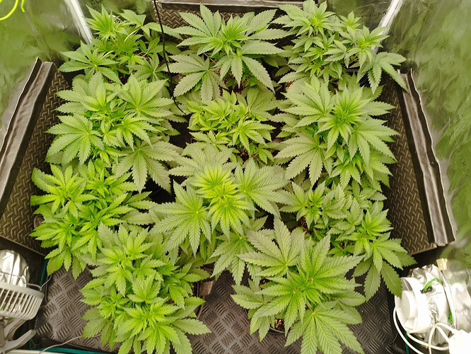 Growreport Bild 1