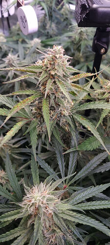 Growreport Bild 39