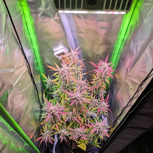 Growreport Bild 1