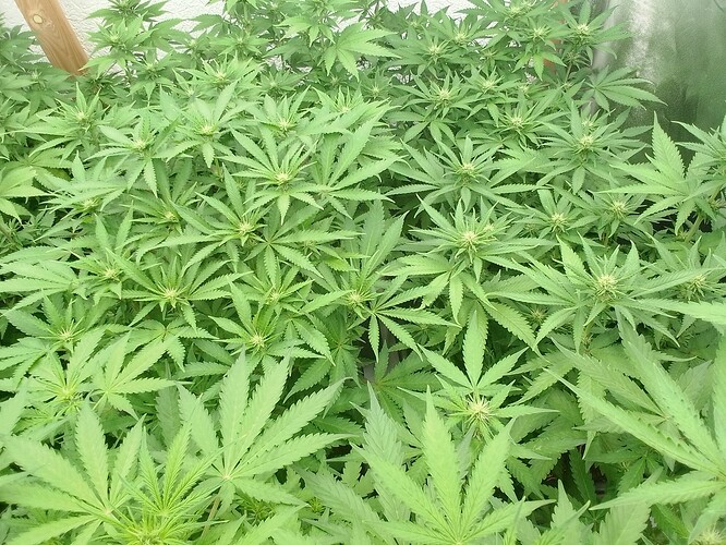 Growreport Bild 5