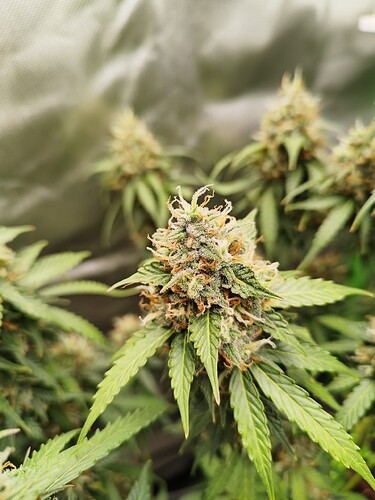 Nahaufnahme einer blühenden Cannabispflanze mit reifen Trichomen und orangefarbenen Stempeln.