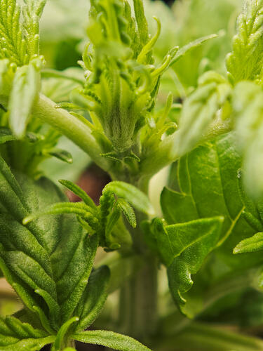 Growreport Bild 34