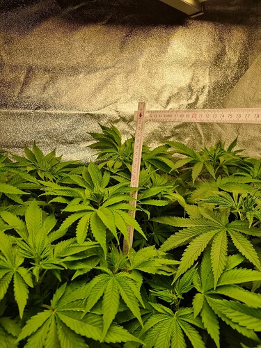 Mehrere junge Cannabispflanzen in der Wachstumsphase, bedeckt mit vielen grünen Blättern. Ein Maßband ist in der Mitte des Bildes platziert, um die Höhe der Pflanzen zu messen.