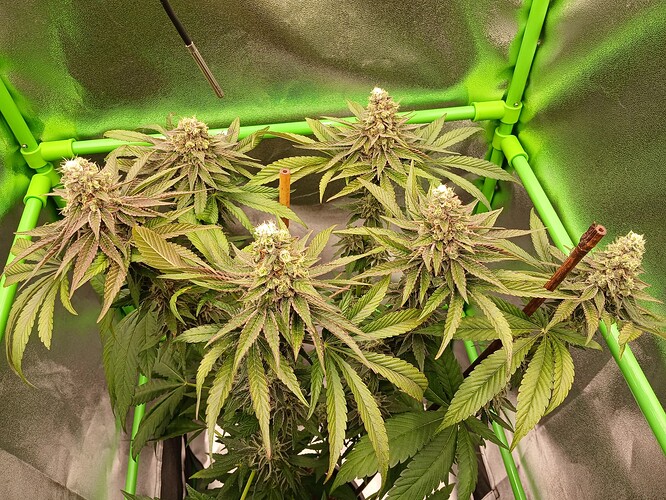 Growreport Bild 22