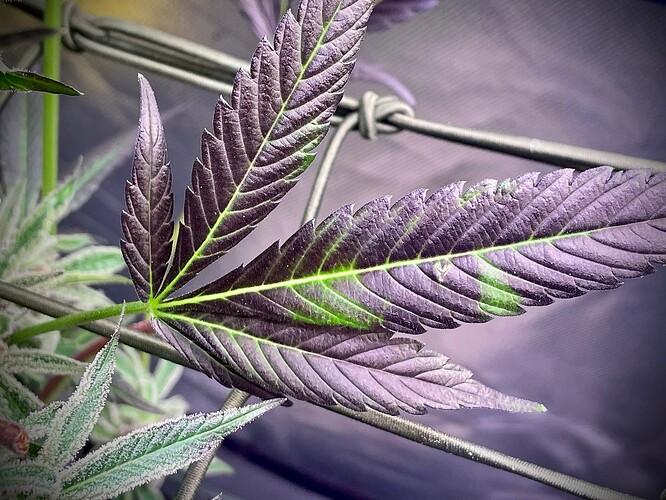 Growreport Bild 4