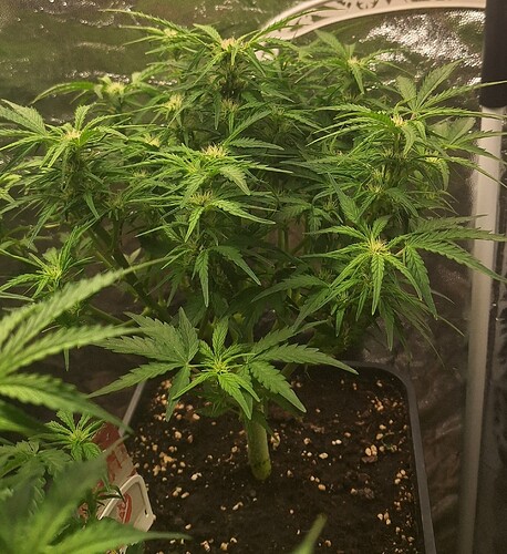 Growreport Bild 8