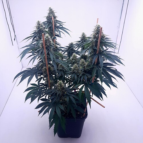 Growreport Bild 31