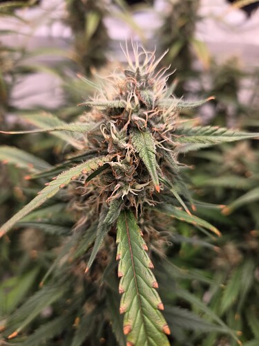 Growreport Bild 6