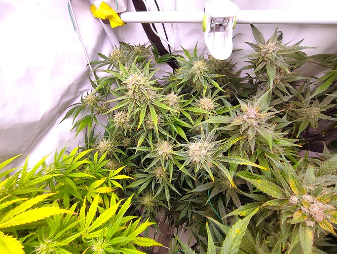 Growreport Bild 66