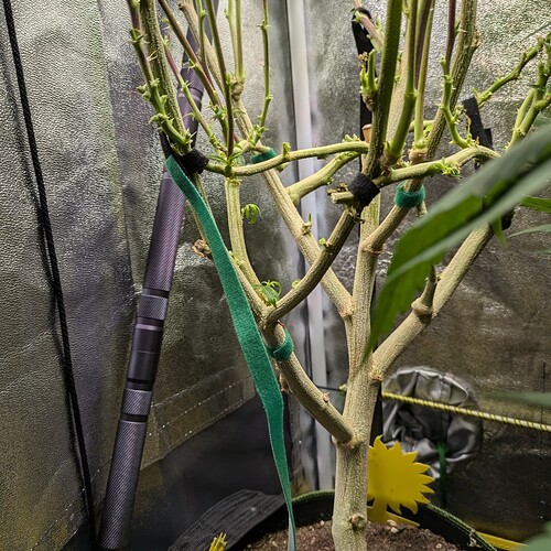 Growreport Bild 15