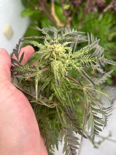 Growreport Bild 3