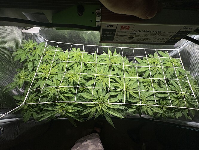 Growreport Bild 4