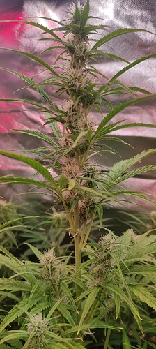 Growreport Bild 2