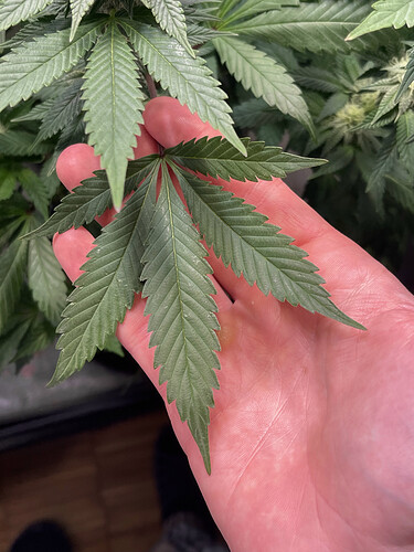 Growreport Bild 6