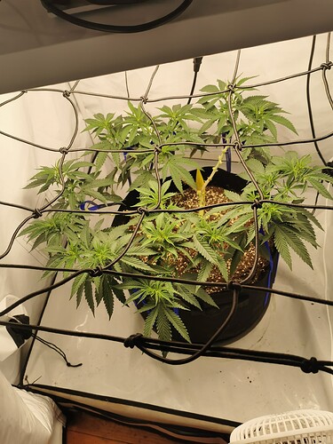 Growreport Bild 4