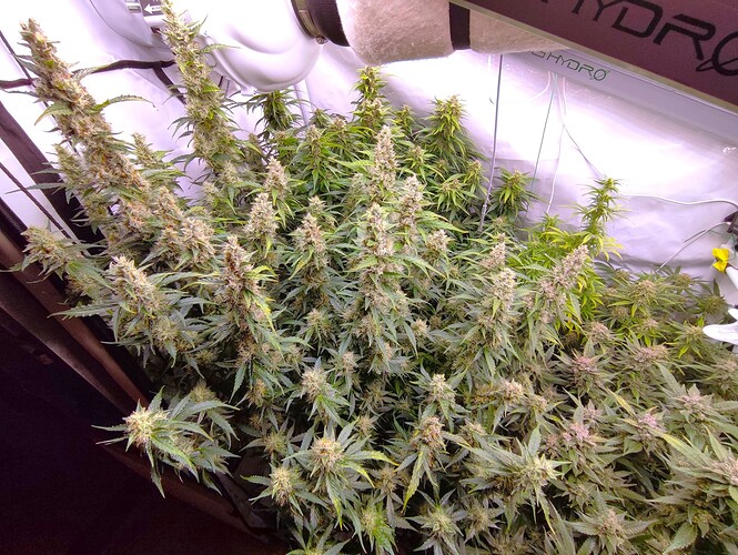 Growreport Bild 81