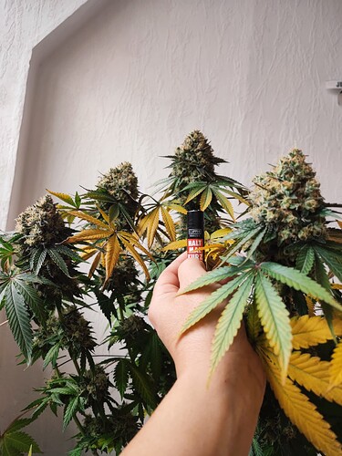 Growreport Bild 113