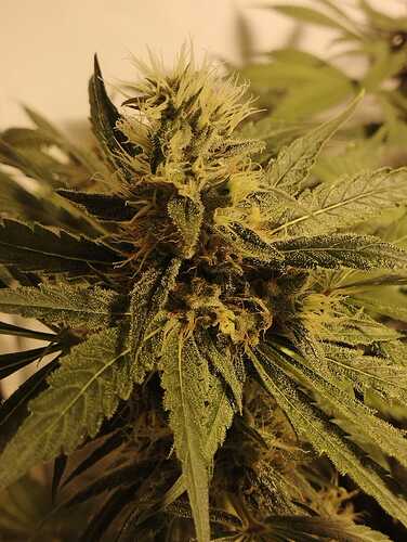 Growreport Bild 6