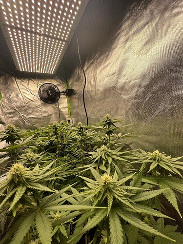 All Buds 8624