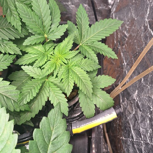 Eine junge Cannabispflanze in der Wachstumsphase mit mehreren grünen Blättern, die aus einem Topf wachsen.