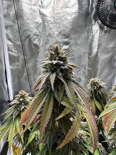 Growreport Bild 3