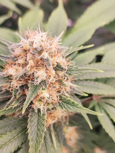 Growreport Bild 30