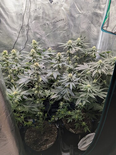 Growreport Bild 3
