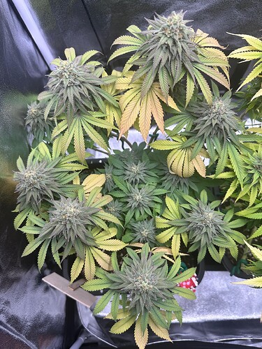 Growreport Bild 7