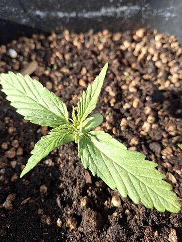 Growreport Bild 15
