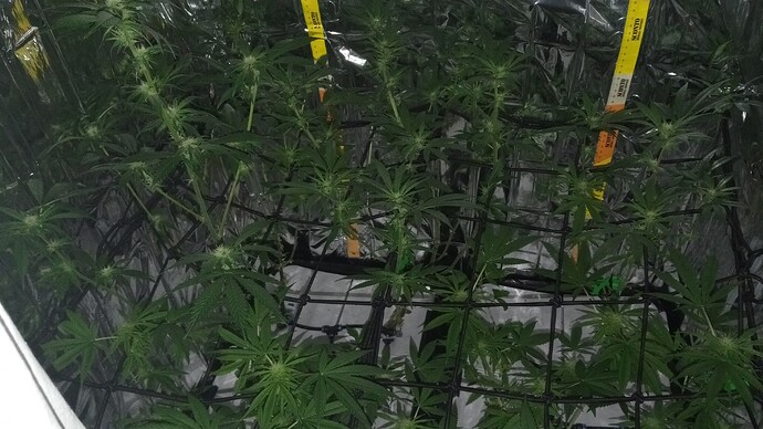 Growreport Bild 2