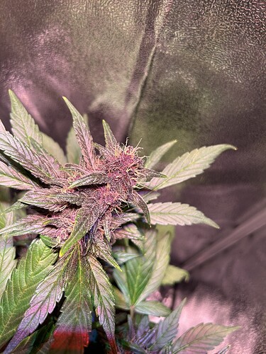 Growreport Bild 32