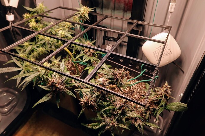 SCROG03