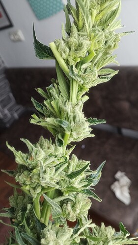 Growreport Bild 3