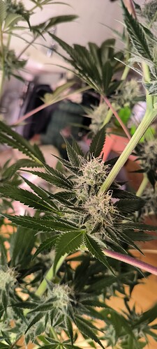 Growreport Bild 3
