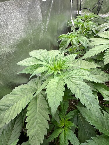 Growreport Bild 49