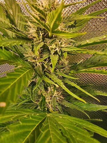 Growreport Bild 33