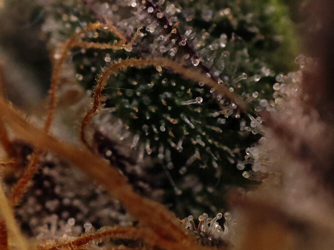 Growreport Bild 62