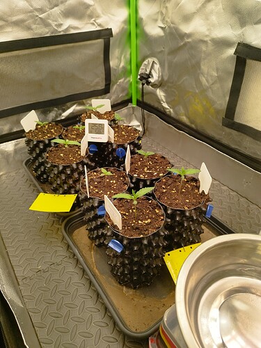 Mehrere junge Cannabispflanzen in Air-Pots mit kleinen Blättern und Erdsubstrat, daneben ein digitales Thermometer.