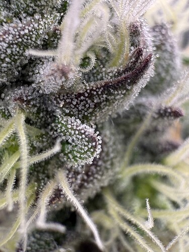 Growreport Bild 22