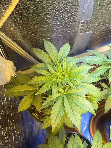 Growreport Bild 2