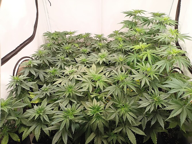 Growreport Bild 7