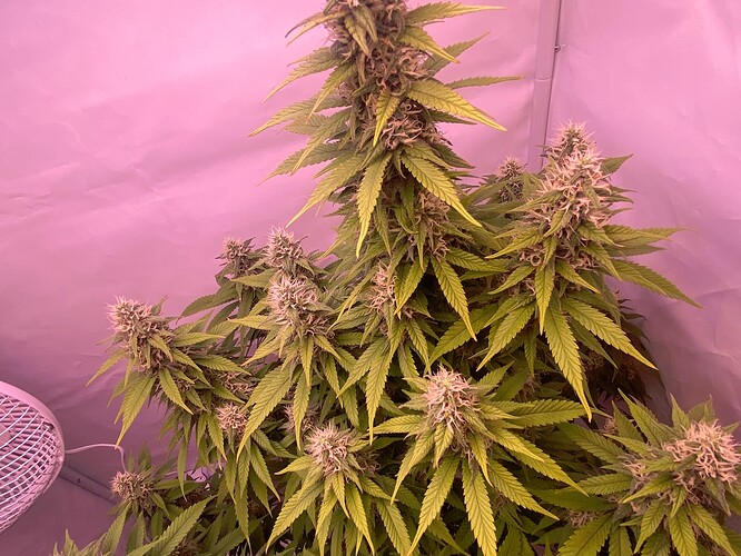 Growreport Bild 23