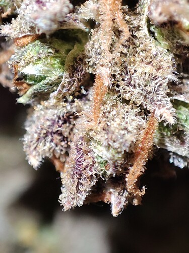 Growreport Bild 32